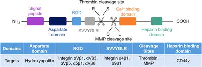 The Role of Osteopontin in Tumor Progression Through Tumor-Associated Macrophages